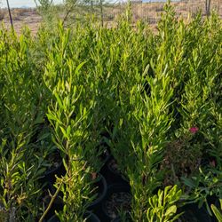5 Gal Green Hopseed Male 