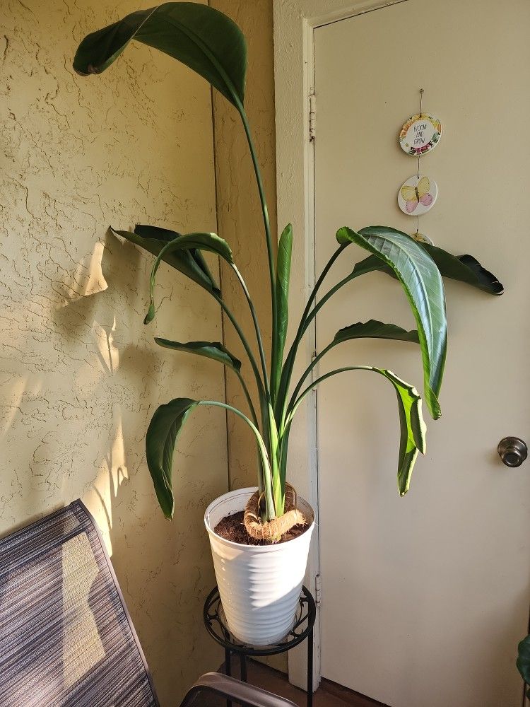 PLANTS for Sale in Tampa, FL OfferUp