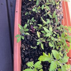 Tomato Plants 