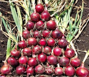 Onions Plant’s $7.00 each six pack / Plantas de Cebollas $7.00 el paquetito