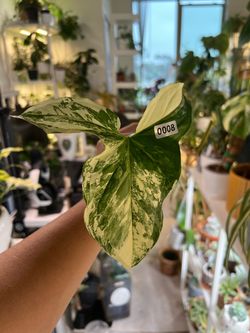 Syngonium podophyllum (albo variegated)