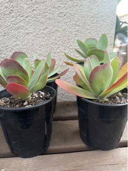 Kalanchoe Flapjack Succulent plants