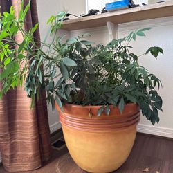 Plant Lovers - Make The Best Offer