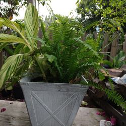 Variegated Ginger (Not Edible) And Fern Plants