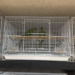 Ring neck bird cage 
