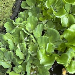 Pond Plants (Water Lettuce, Hyacinth And fairy Moss)