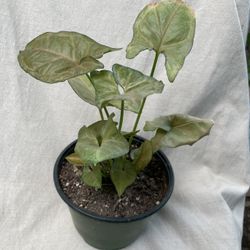 HERMOSAS PLANTAS NATURALES “PINK SINGONIA PLANT “