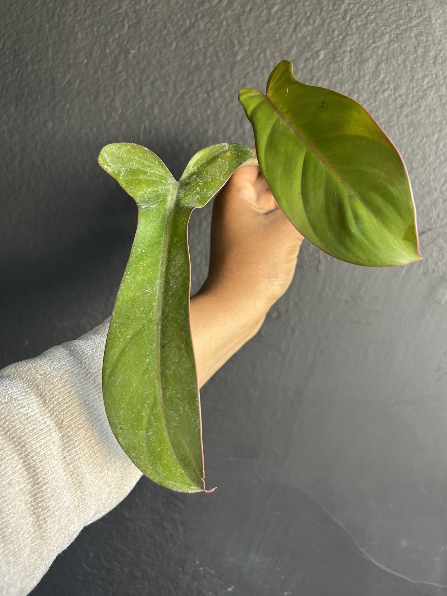 orchid plant Orchid Pot Plant