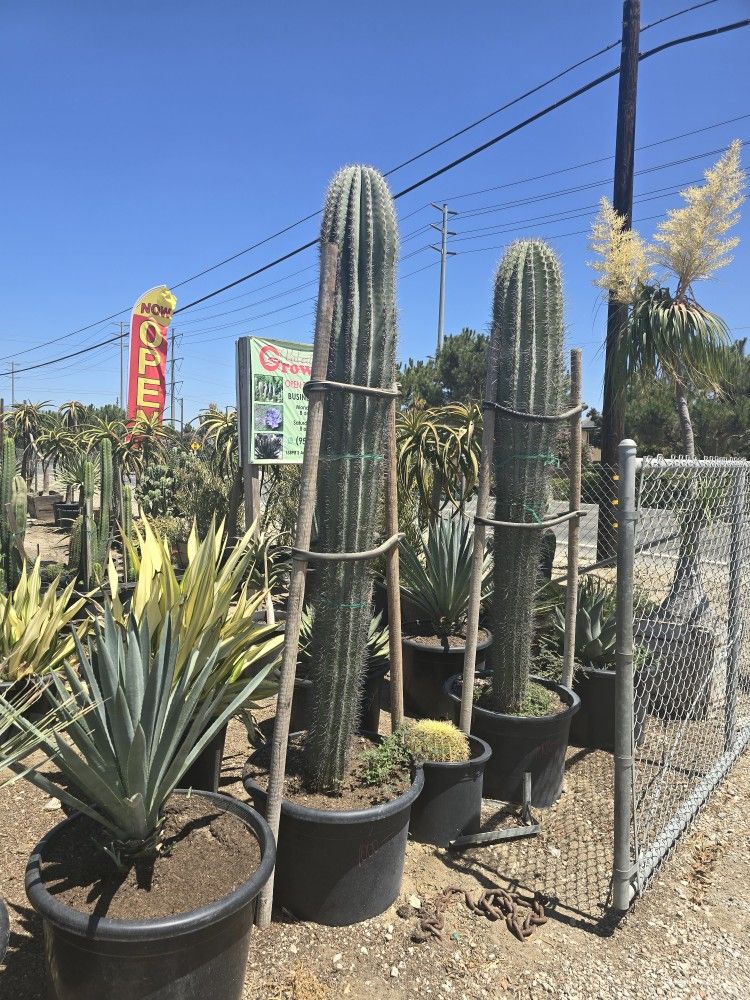 Sale Cactus AGAVES SUCCULENT & ECHEVERIAS 