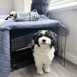 Puppy Crate