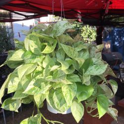 Beautiful Plant To Hang 