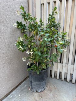 Star Jasmine (about 3+ ft tall)