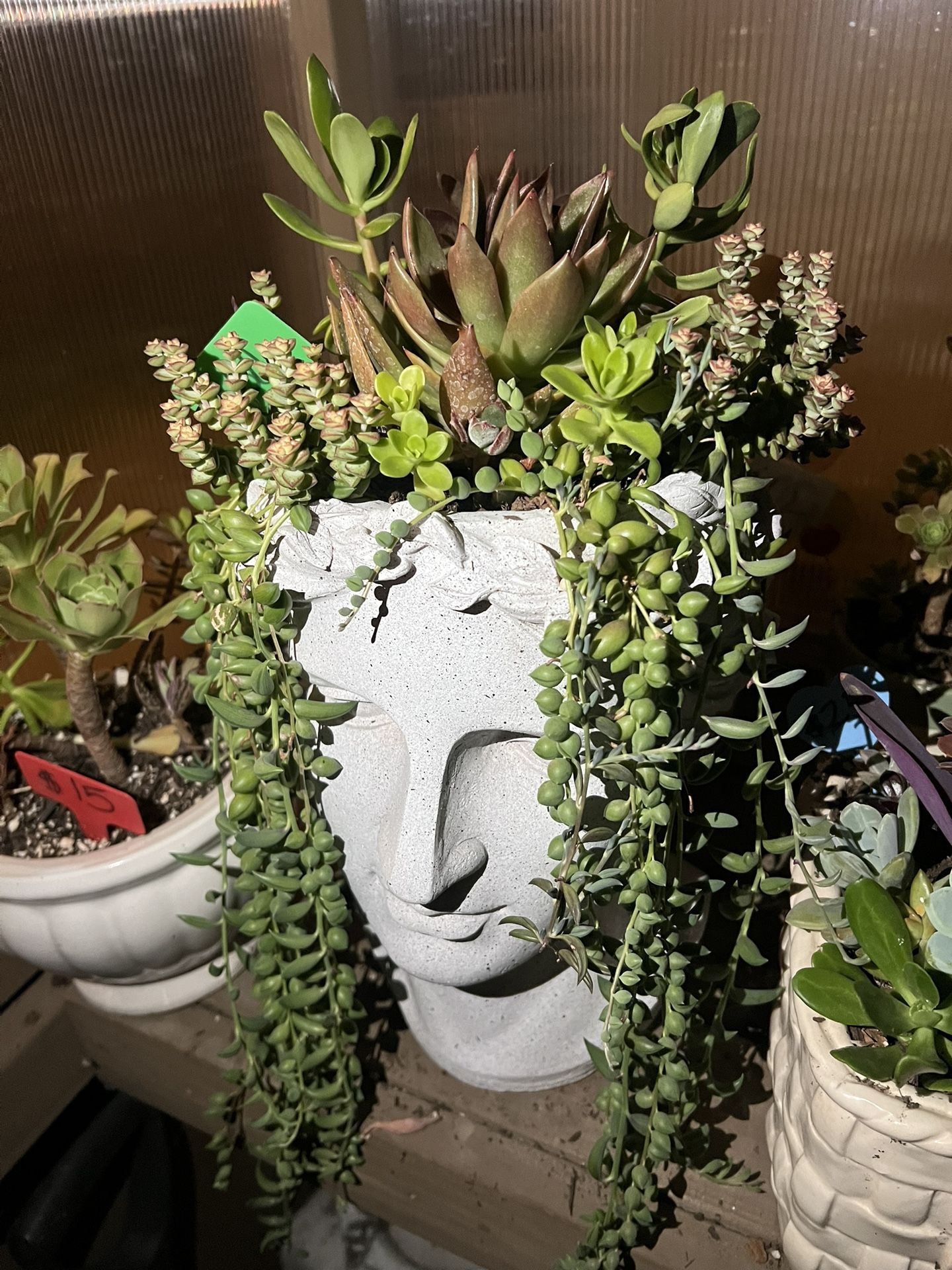 Beautiful Large Head Succulent Planter