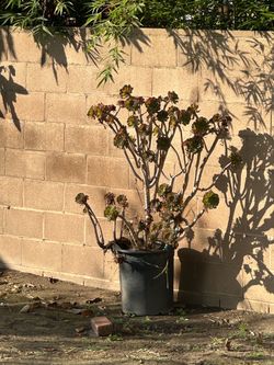 Succulent Plant