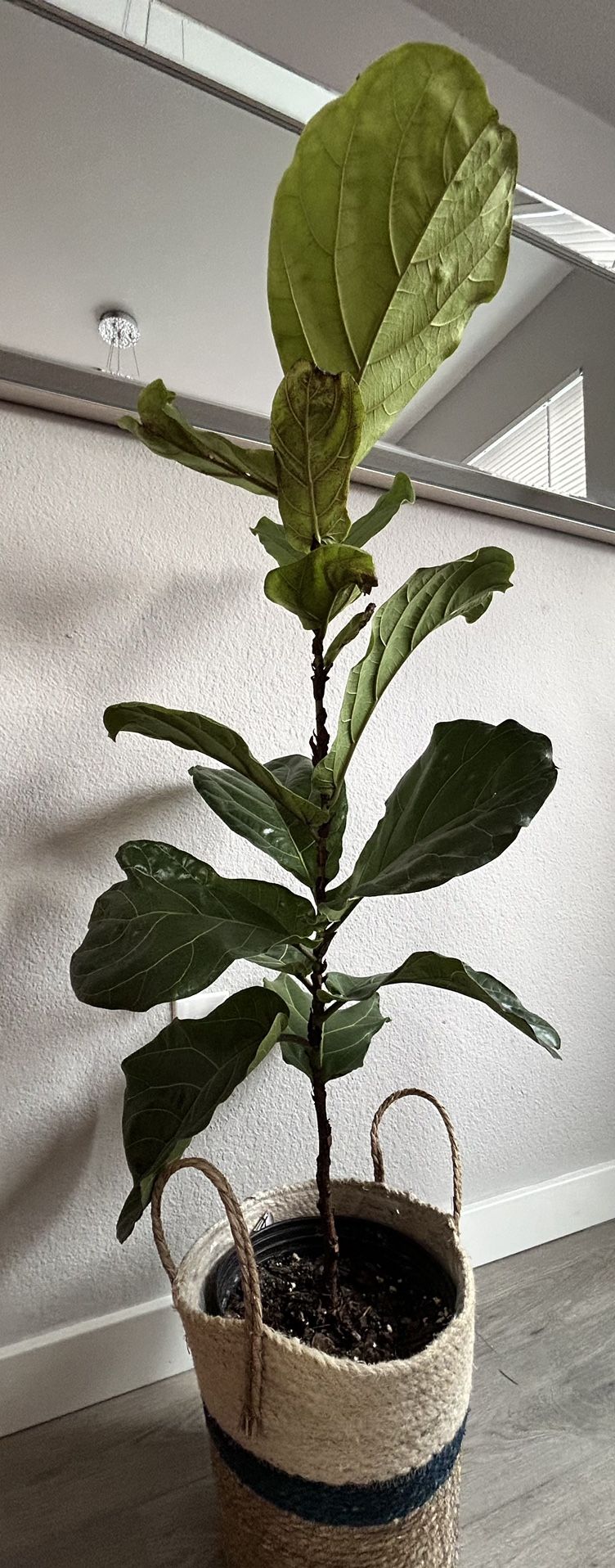 Live Fiddle Leaf-fig
