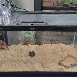 Reptile Tank 