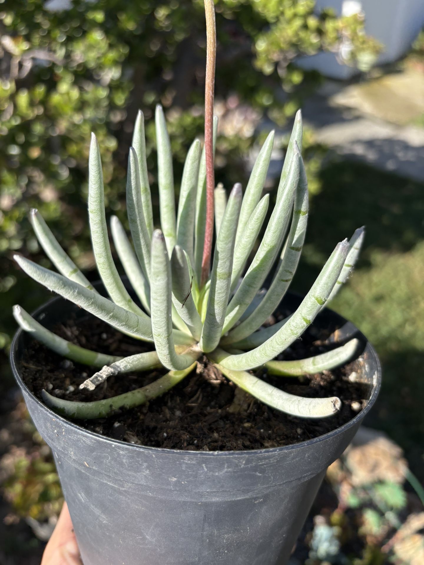Rare Succulent