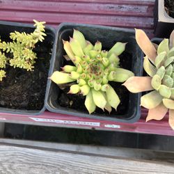 Succulents pick in plant, sedum and succulents starting at $1, potted arrangements available