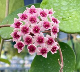 Hoya Obovata