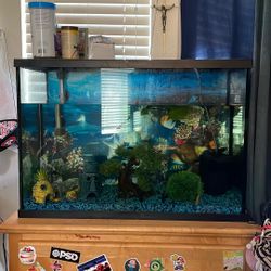 Fish Tank
