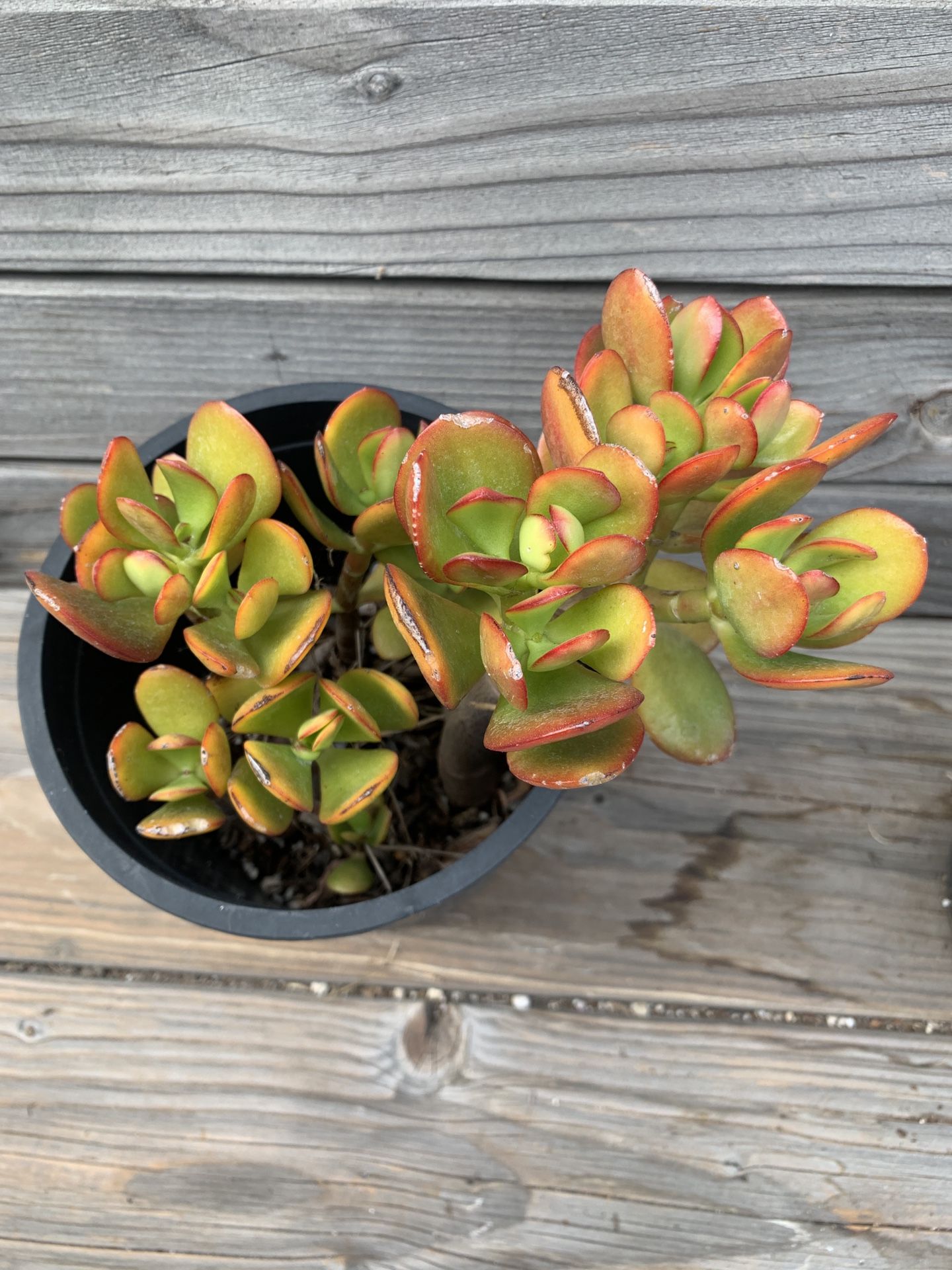 Jade Plant