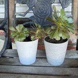 Succulents Plants? $10. Each 