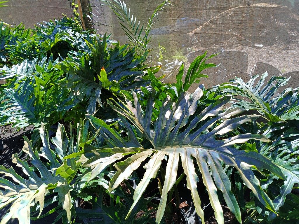 BEAUTIFUL LARGE PHILODENDRON PLANTS 15GL $85ππ
