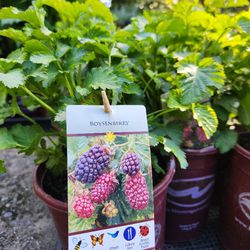 Boysenberry Plant