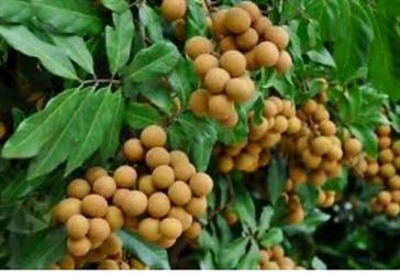 Longan Seeds 