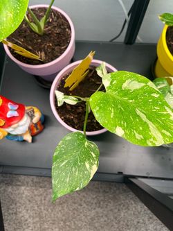 RARE Monstera :)