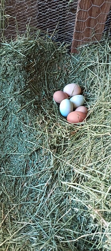 Egg, Huevos Frescos