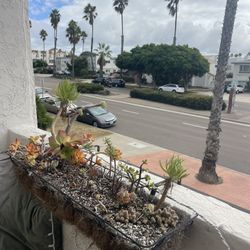 Succulent Plant Holder