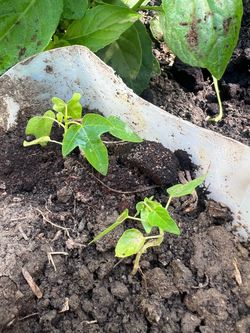 Sweet papaya plant