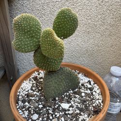 Opuntia Bunny Ears Cactus Plant