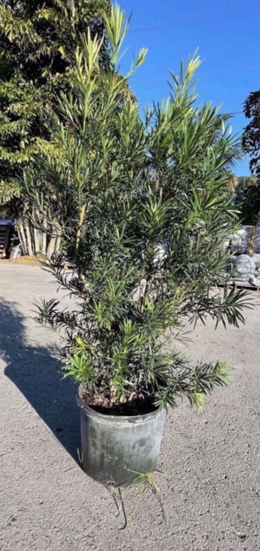 Podocarpus - 7 Gallon