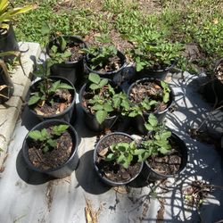 Thornless BlackBerry Plants