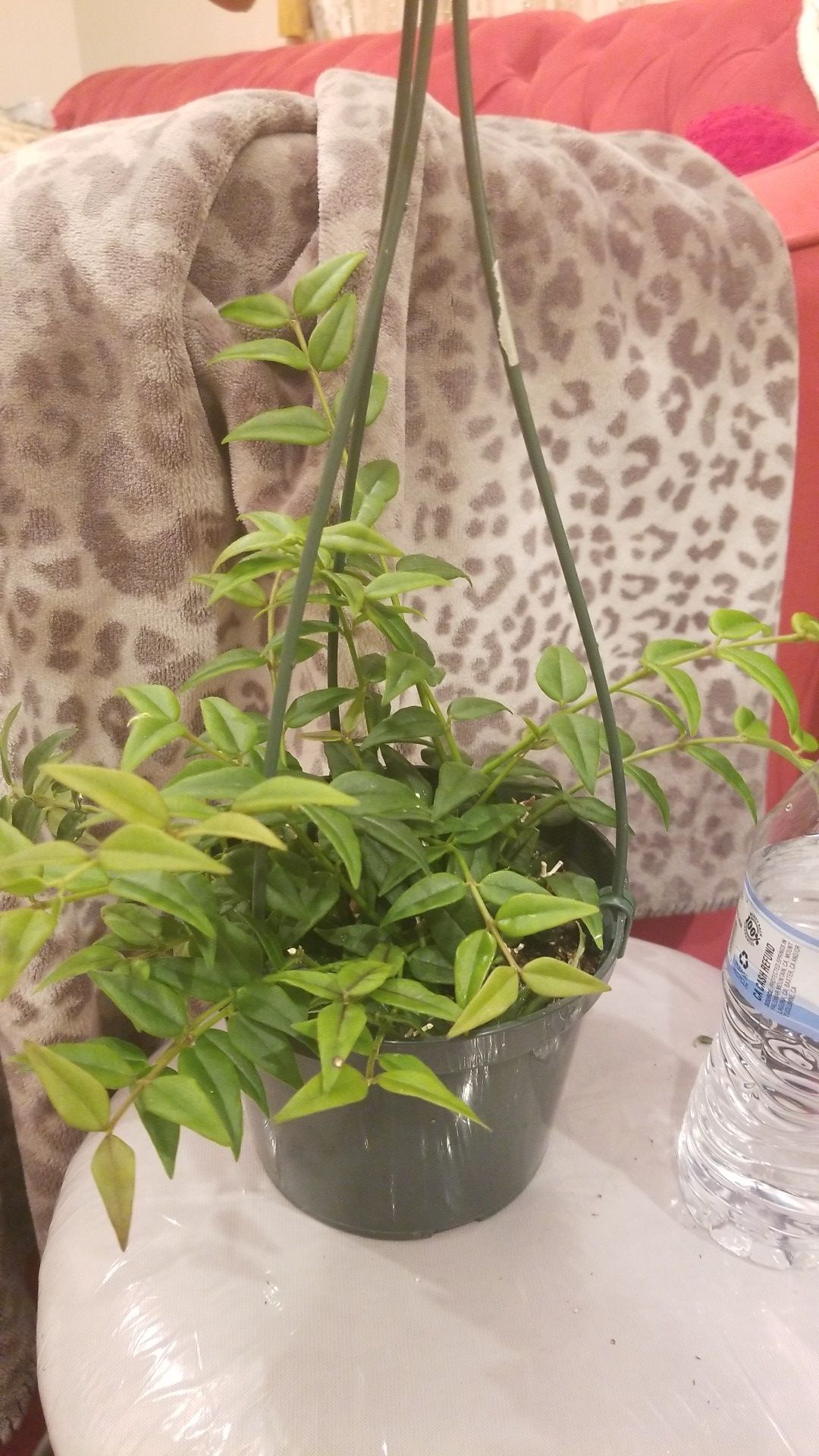 Hoya bella 6 in pot