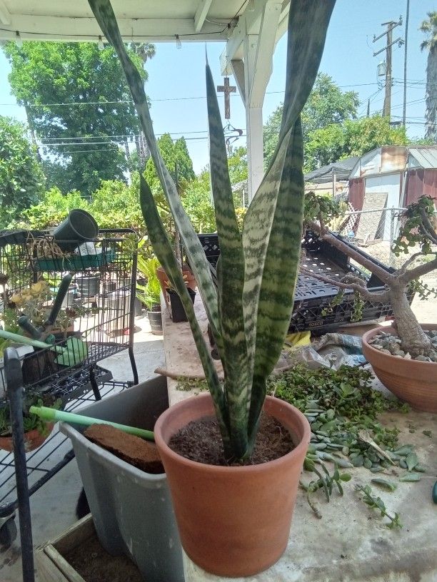 Snake Plant
