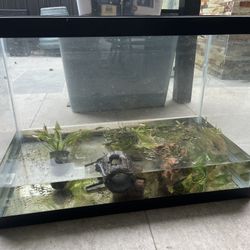 20 Gallon Tank 