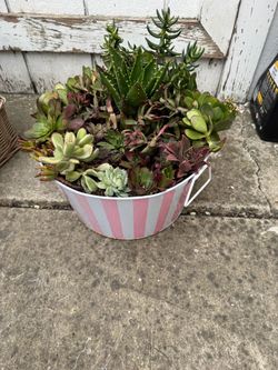 Succulent in Striped Metal Planter