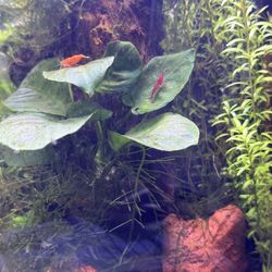 Aquascaping & Aquarium Maintenance 