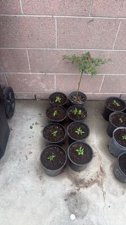 Chile plant