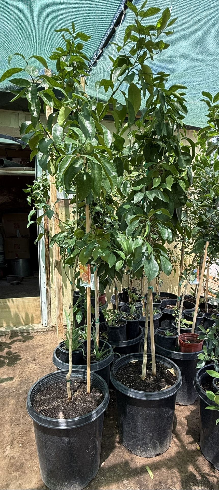 Ruby Red Grapefruit Trees In 15 Gallon 6F The Tall $125 Each Price Firm