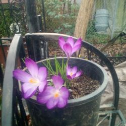 Spring Crocus Plants