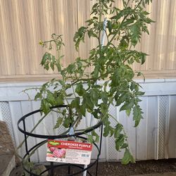 Tomato plant