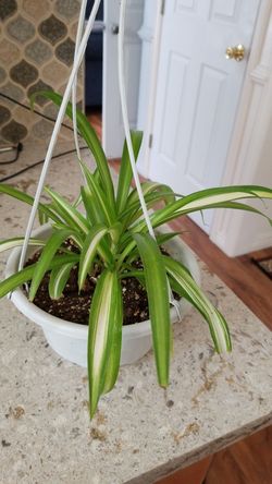 Chlorophytum (Spider Plant)