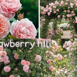 Strawberry Hill Rose Plants