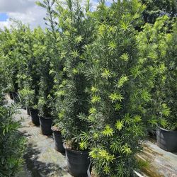 podocarpus About 8 feet tall Instant Privacy Hedge For Fence only $80