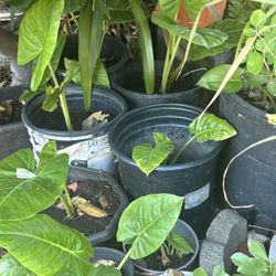 Elephant Ear Plants