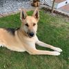 German